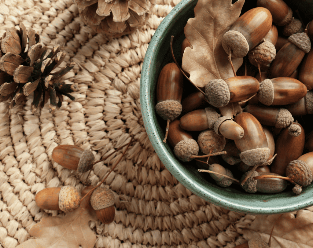 Autumn acorns in a bowl
